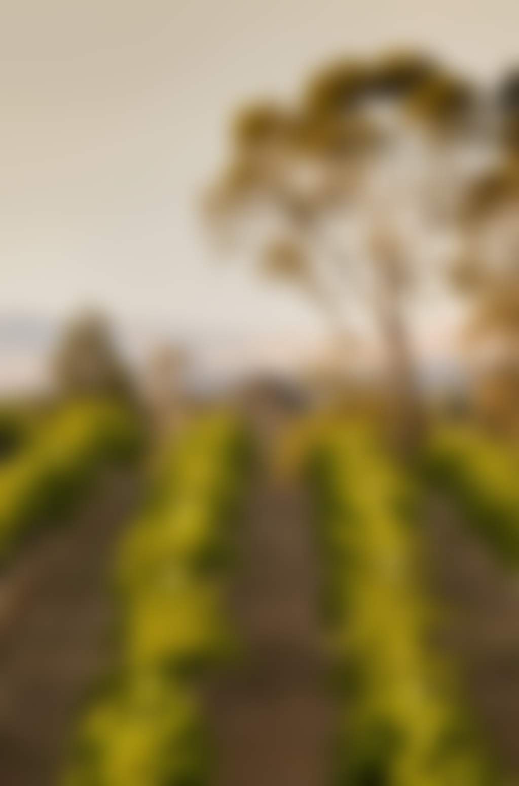 Seppelt vineyard