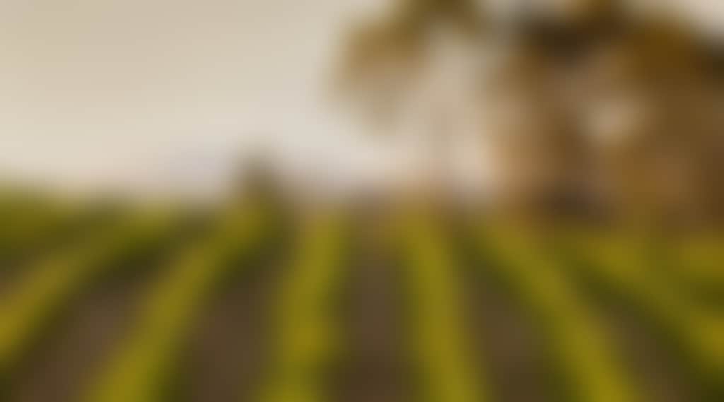 Seppelt vineyard
