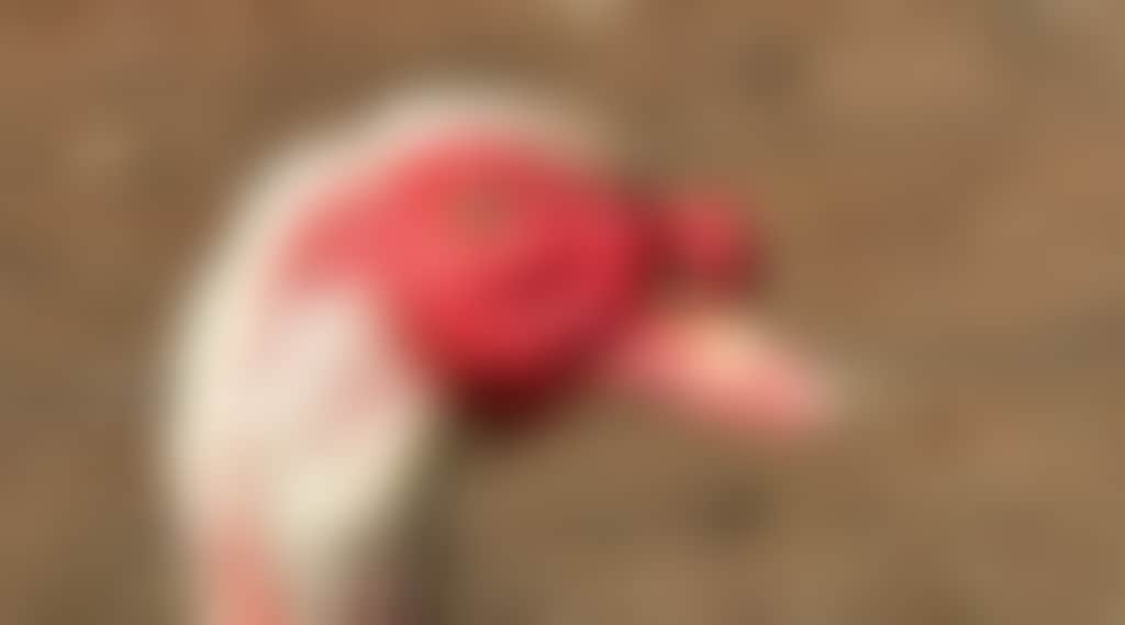 Bc2047B7Ceeb2A4Febdc7Ce1656062B7