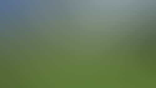 Original__9136397_Tvic_Daffodils_St_Arnaud_Gra_U_1032000_503X283_Tegsz63