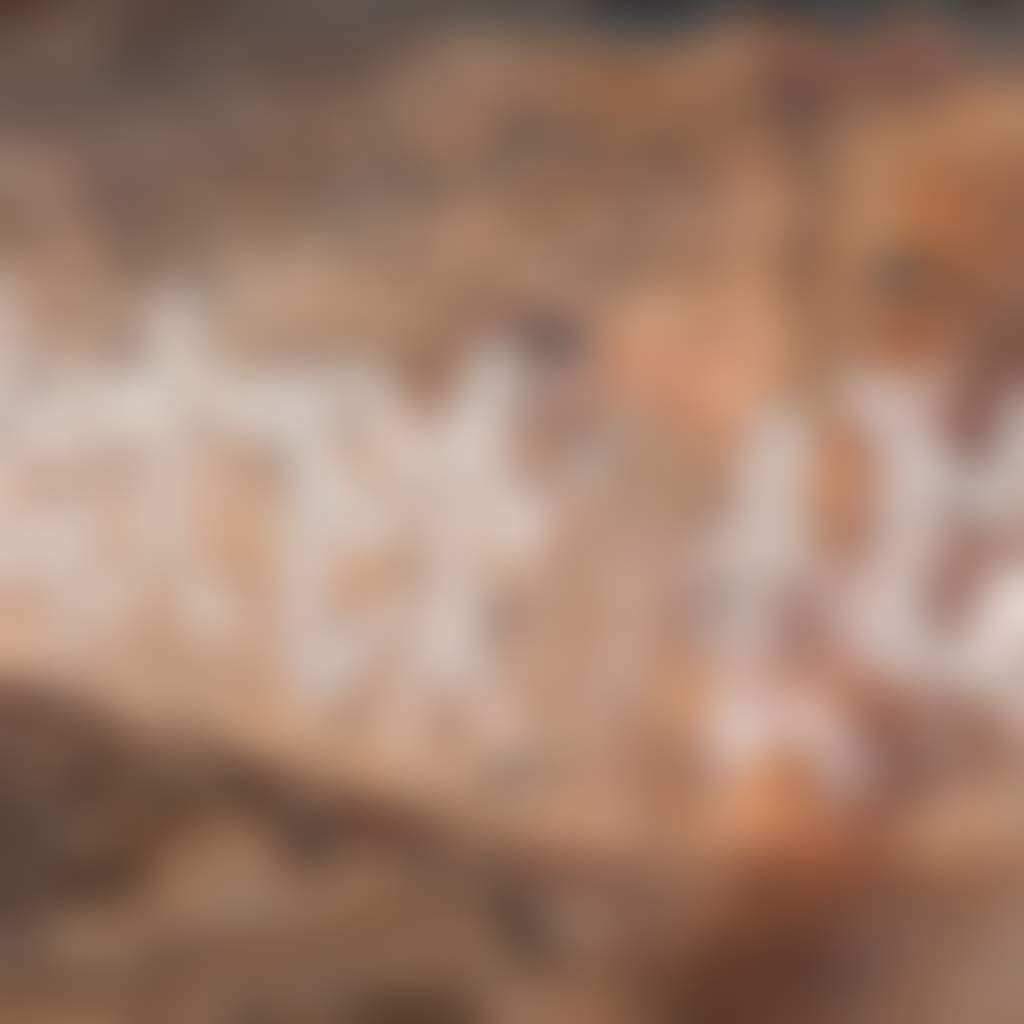 664 C6457 Ngamadjidj Rockart