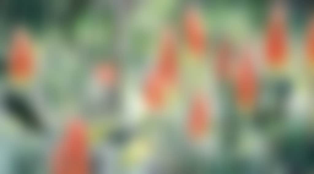 Original__9350677_Ci45_Red_Hot_Pokers_Copy350_Nvcpfv1