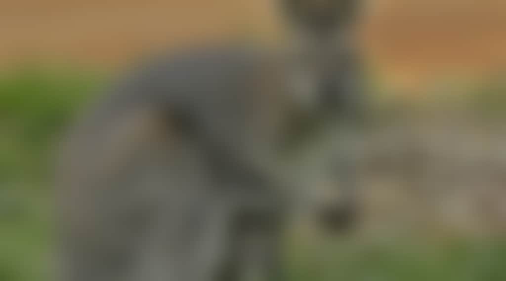 C0Ec274D12E467062B3F6E35C81471Cc