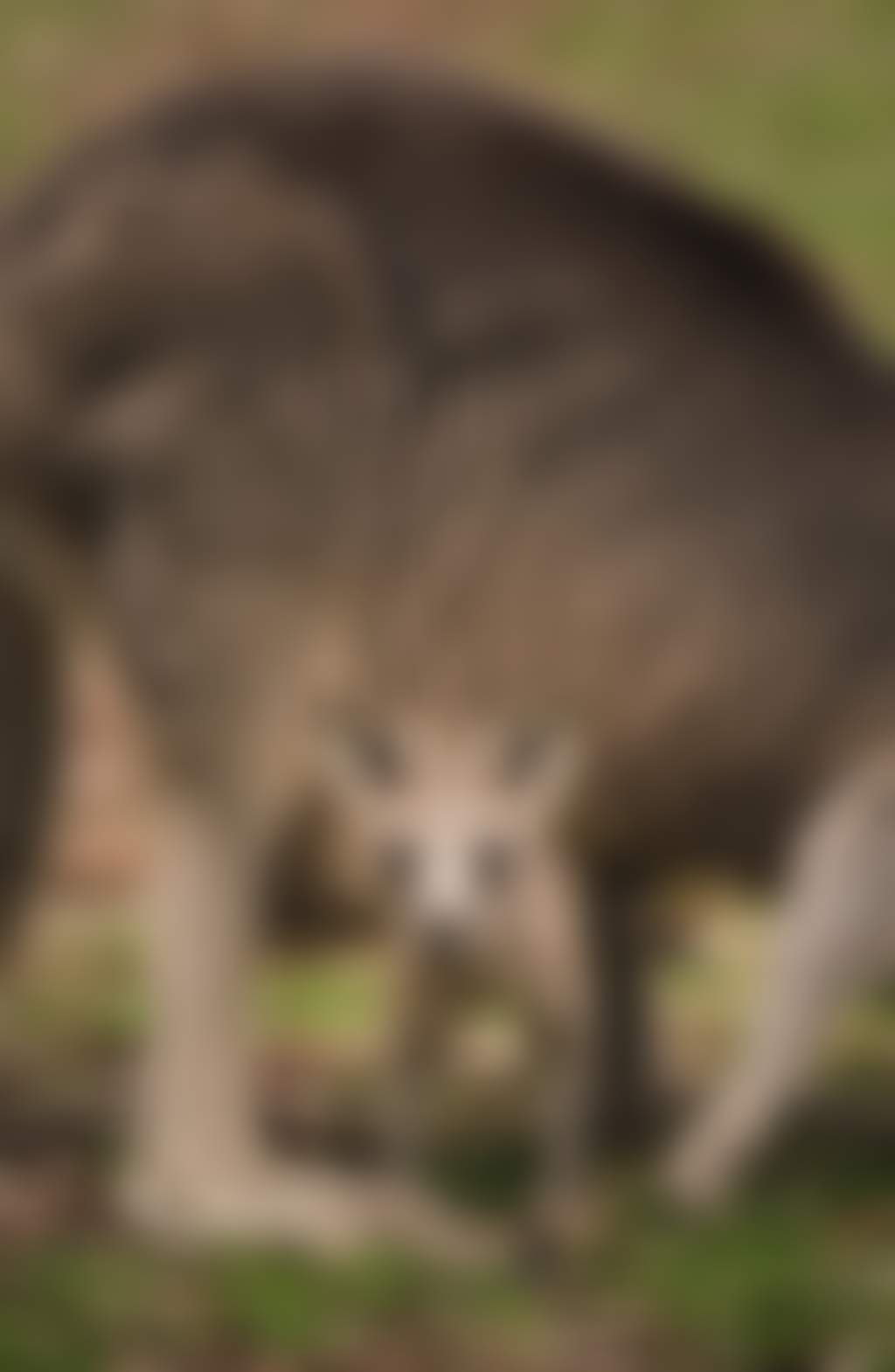 The Grampians Victoria Kangaroo