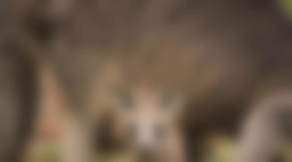 The Grampians Victoria Kangaroo