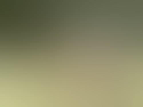 Kangaroo3