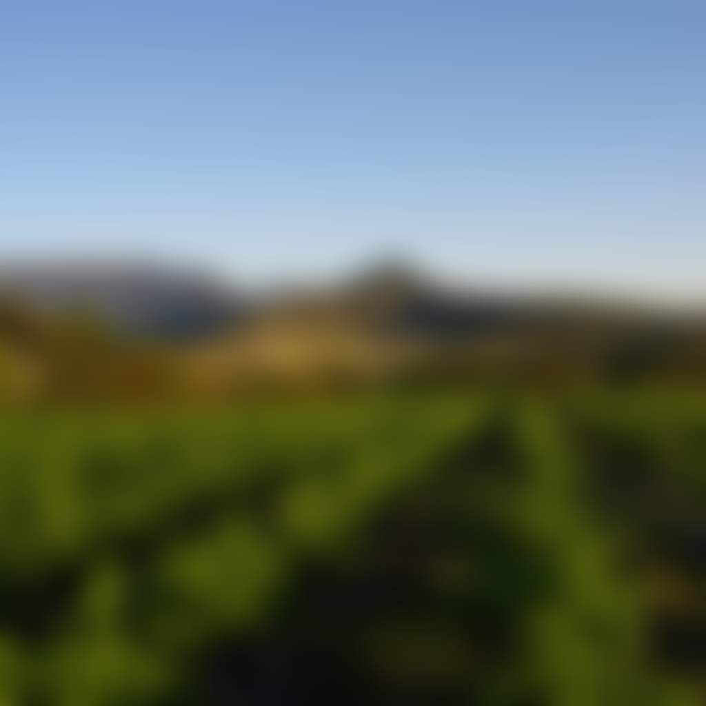 Original__9611130_Ao04_Mafeking_Vineyard_Dec_2011_Imgp0443_T1Zregx