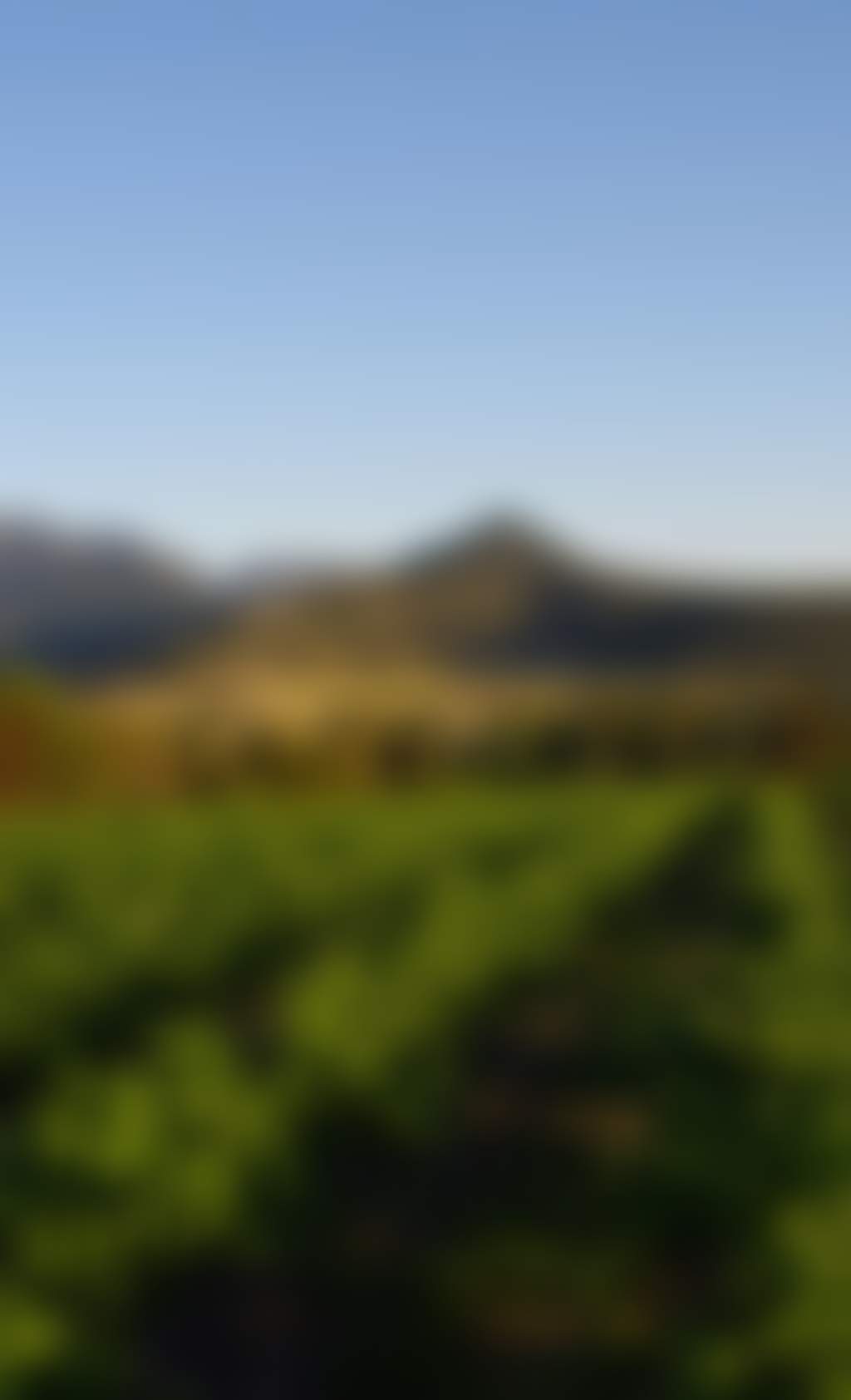 Original__9611130_Ao04_Mafeking_Vineyard_Dec_2011_Imgp0443_T1Zregx