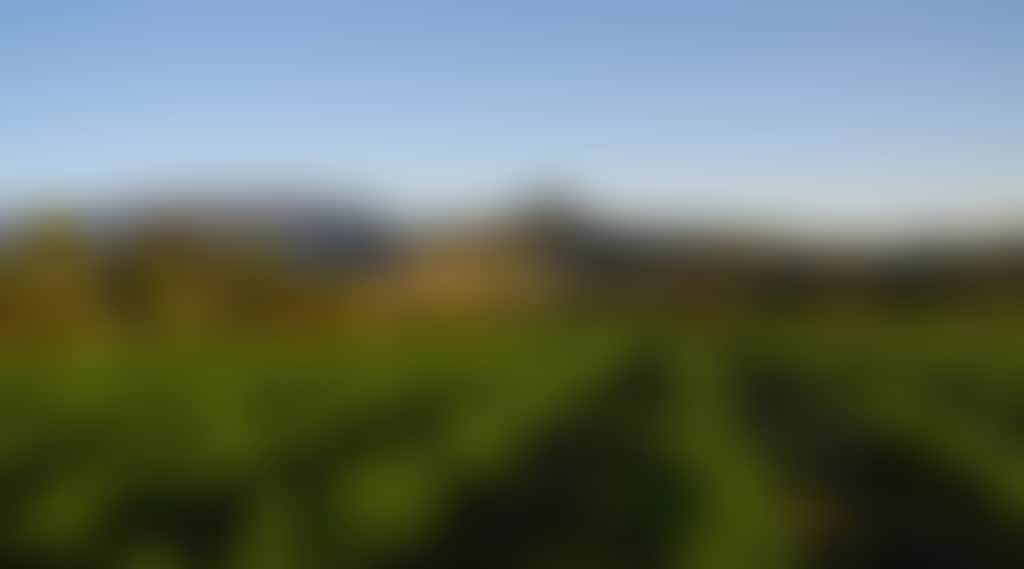 Original__9611130_Ao04_Mafeking_Vineyard_Dec_2011_Imgp0443_T1Zregx