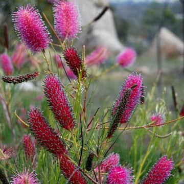 thegrampians