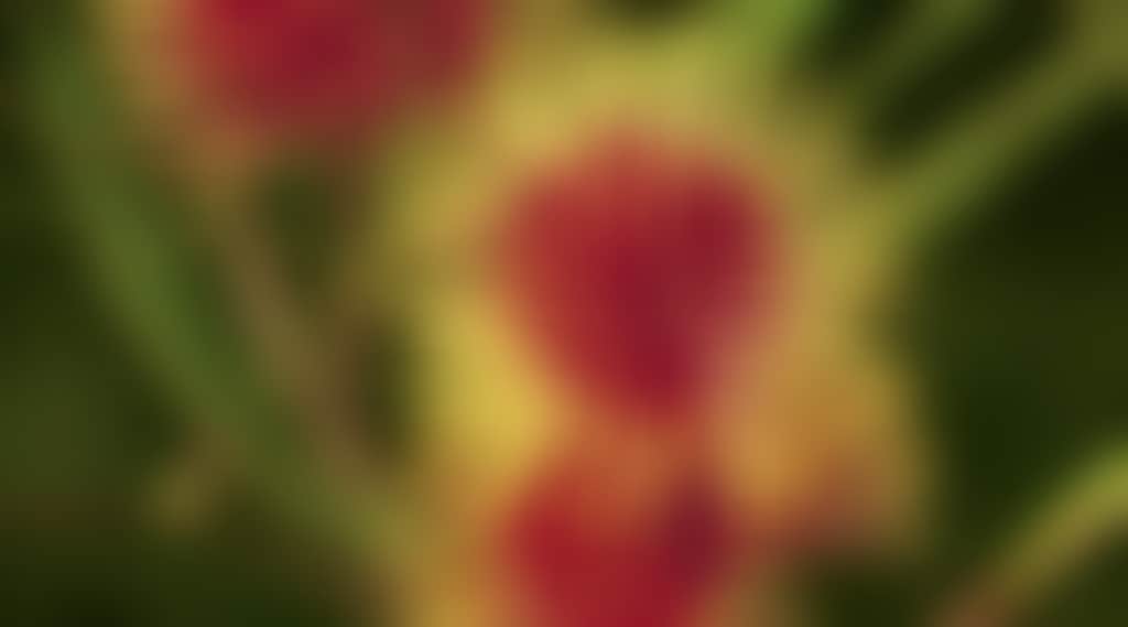Original__9077872_Al52_Gra_Flowering_Gum_1053522305_Wvqsaym