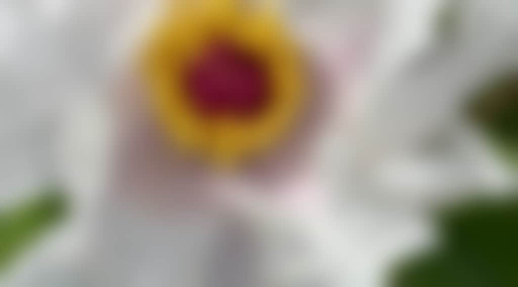 4C0A79Bd9553D85261931C3C14536116