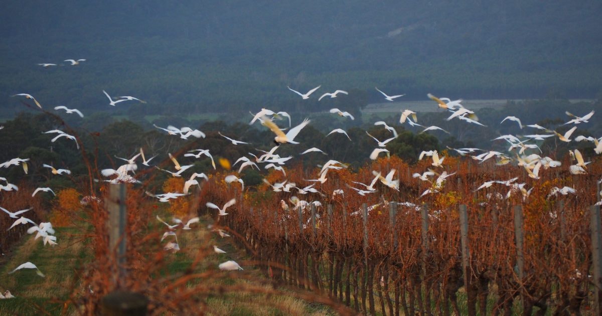 Gariwerd Six Seasons Visit Grampians